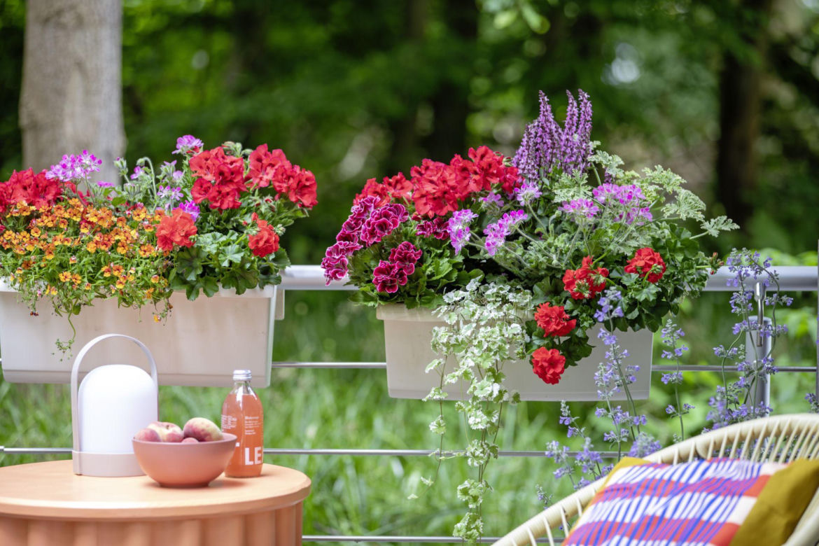 Pelargonie na tarasie