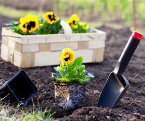 Kiedy sadzić bratki? Czy bratki są wytrzymałe na przymrozki?