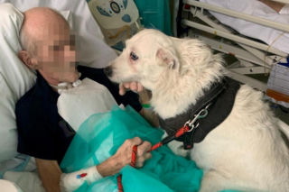 Legnica. Suczka Saba nie widziała właściciela przez 6 miesięcy. Odwiedziła go w szpitalu [ZDJĘCIA].