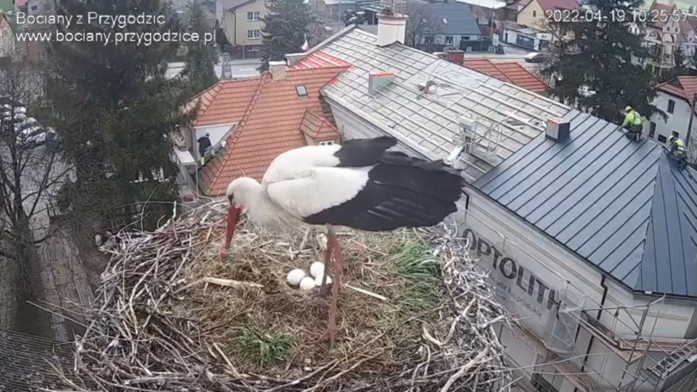 Wojna w bocianim gnieździe! Intruzi zniszczyli jedno jajo