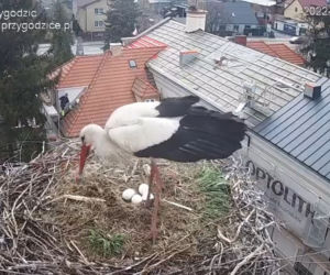 Wojna u bocianów