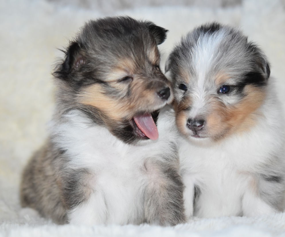 W kwietniu otwiera się pierwsze w regionie łódzkim okno życia dla... zwierząt!