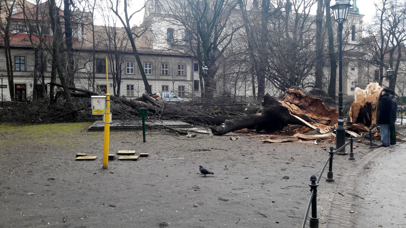 Ogromne drzewo powalone na Plantach [ZDJĘCIA]