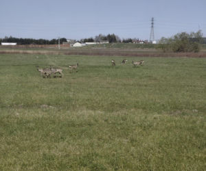 Przyroda przy planowanej inwestycji