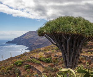Dracena smocza