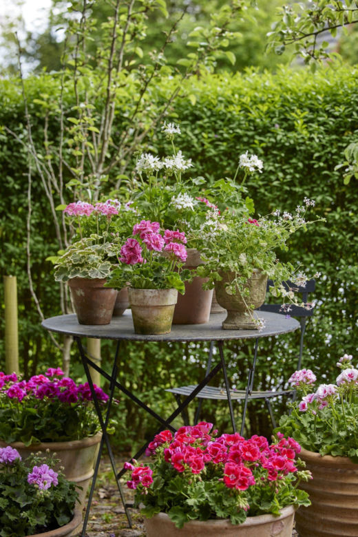 Pelargonie