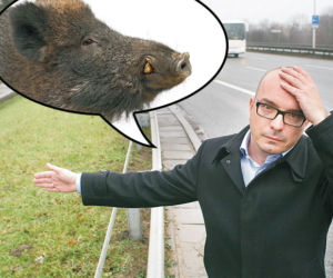Stada dzików grasują na Wisłostradzie