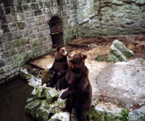 zoo chorzów