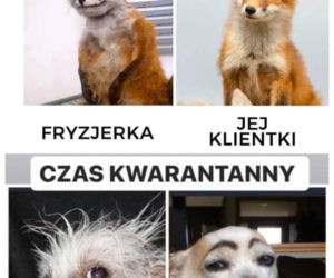 Fryzjerzy na kwarantannie: MEMY. W oczekiwaniu, kiedy otworzą salony fryzjerskie