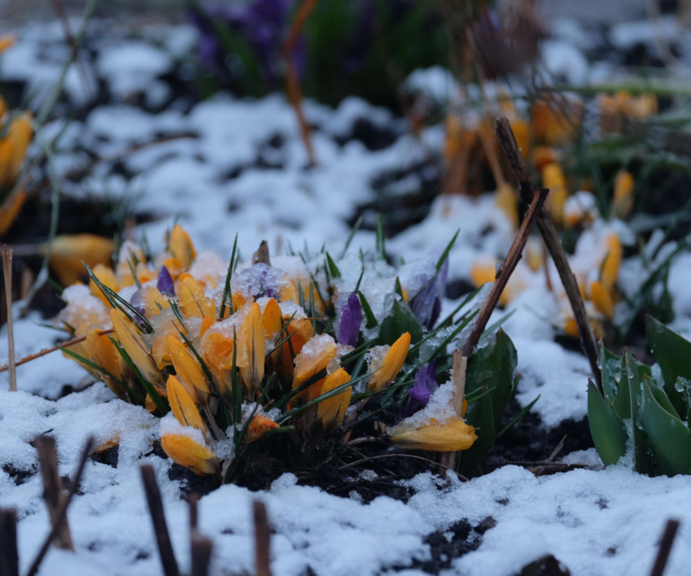 Pogoda w Wielkanoc 2026 zaskoczy wszystkich. IMGW już wie, co nas czeka!