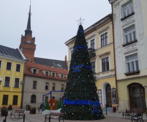 Choinka stanęła już na Placu Kazimierza w Tarnowie
