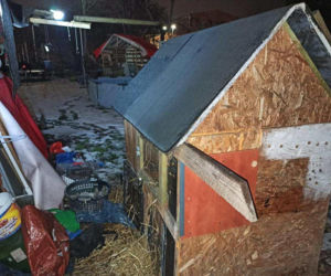 Króliki zamarzły w mrozie