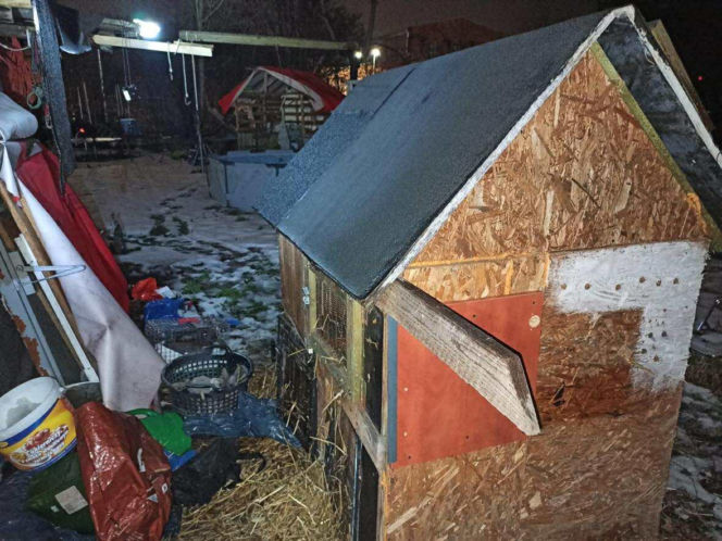 Króliki zamarzły w mrozie