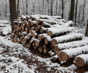 Wycinka drzew w lasku Lipie