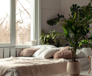 Postaw w sypialni, a domownicy już pierwszej nocy poczują się lepiej. Będą spać lepiej niż kiedykolwiek. Rośliny do sypialni 
