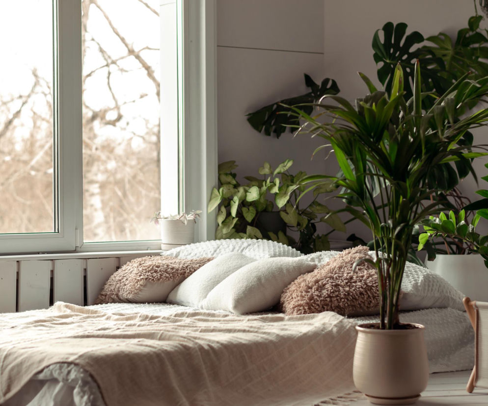 Rośliny do sypialni