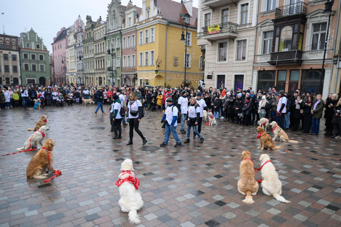 Poznań. Pokaz wyszkolenia psów z grupy „Golden Retriever WOŚP w Poznaniu” podczas 33. Finału Wielkiej Orkiestry Świątecznej Pomocy