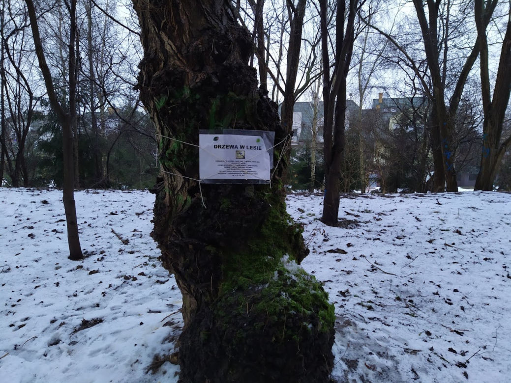 Wyciętych ma zostać co najmniej 131 drzew