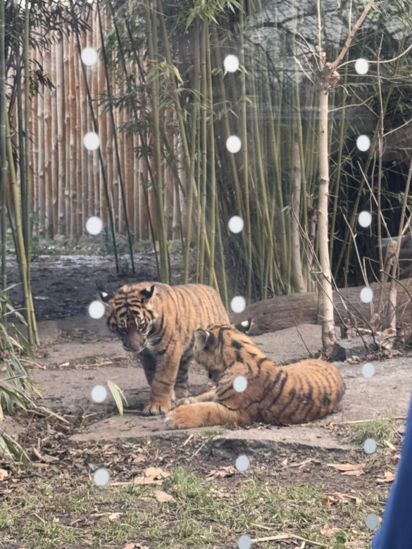 Czy warto jechać do ZOO Wrocław zimą?