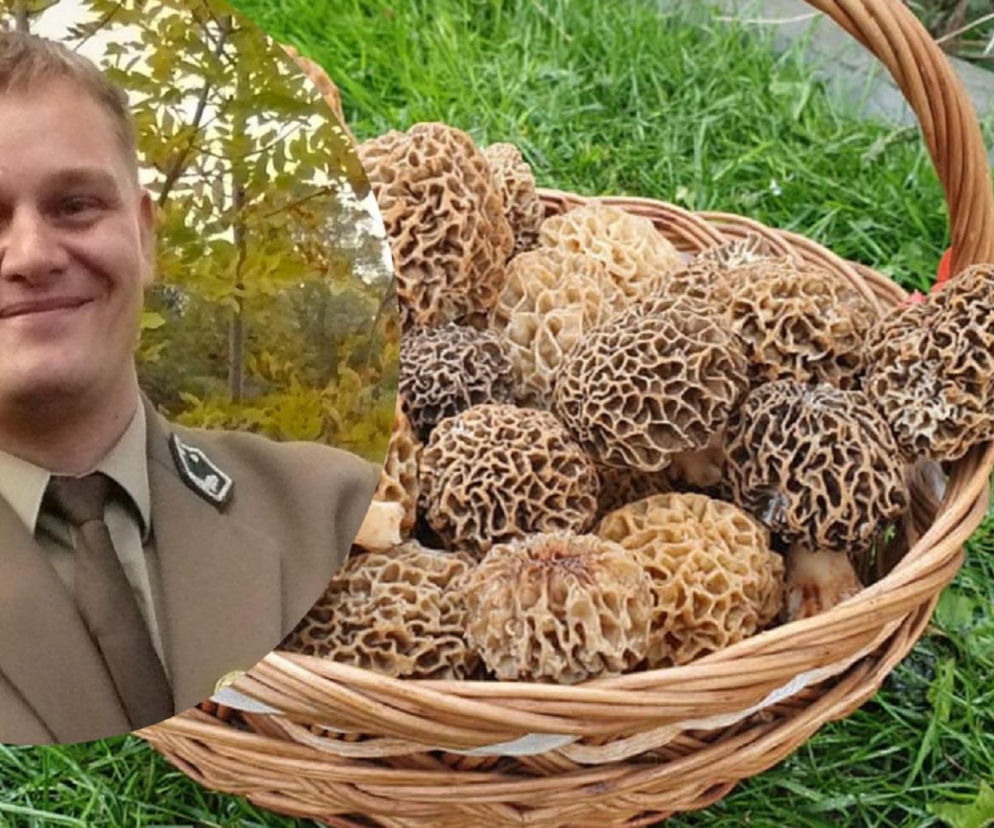 Pierwsze wiosenne grzyby w lasach Świętokrzyskich