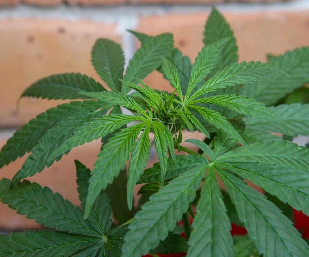 Marihuana