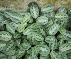 Maranta