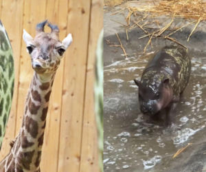 Gwiazdy gdańskiego ogrodu zoologicznego skradły serca zwiedzających. To najmłodsi mieszkańcy ogrodu