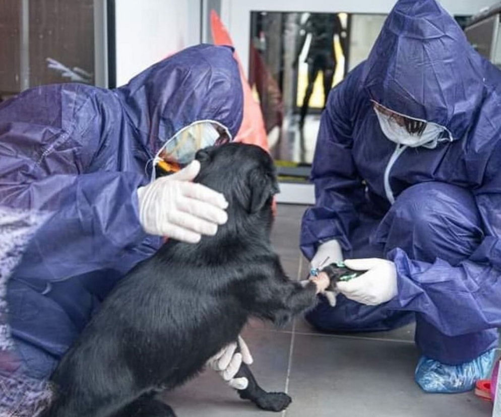 Zwierzęta z Ukrainy otrzymają pomoc w Przemyślu