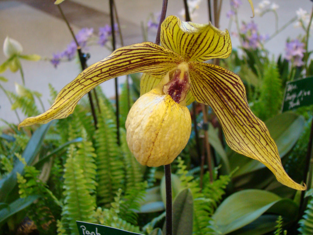 Paphiopedilum 