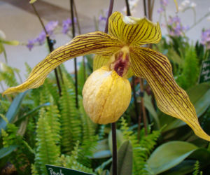 Paphiopedilum: storczyk o kwiatach jak dzbanki