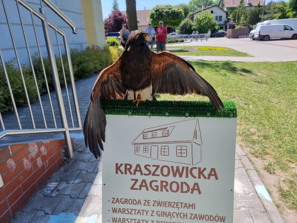 Gdzie jest Henry? Drapieżny ptak uciekł podczas pokazów sokolniczych, jest nagroda za pomoc 
