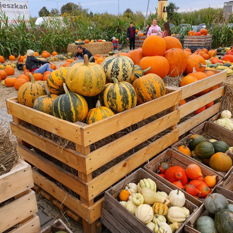 Pumpkin Farm Warsaw w Powsinie