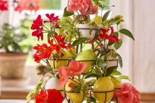 Szukasz pomysłu na oryginalną wielkanocną dekorację? Odpowiedzią są pelargonie!