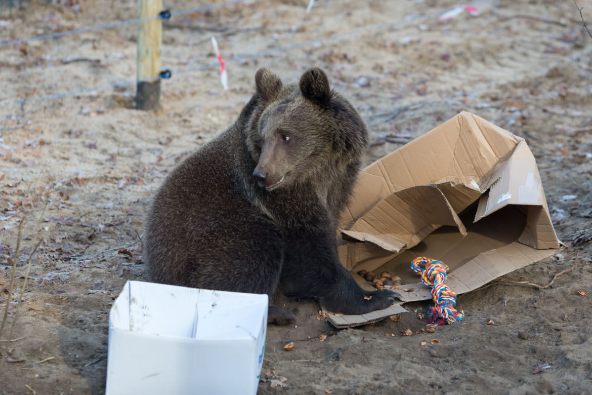 ZWIERZAKI Z POZNAŃSKIEGO ZOO DOSTAŁY PREZENTY.