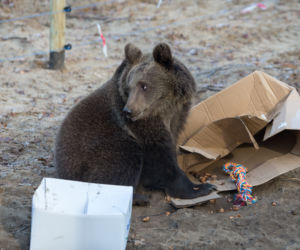 ZWIERZAKI Z POZNAŃSKIEGO ZOO DOSTAŁY PREZENTY.