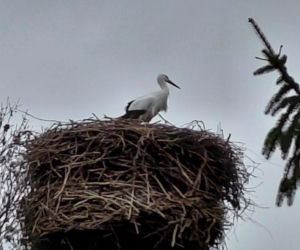 Maciek wrócił do Bydgoszczy. Znany bocian znów ogłasza nadejście wiosny!