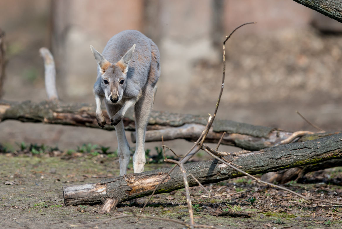 Nowy mieszkaniec wrocławskiego zoo