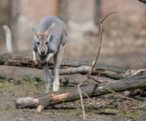 Nowy mieszkaniec wrocławskiego zoo