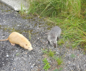 Nutrie z jaworznickiej Byczyny