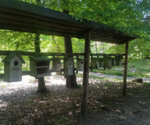 Leśne Arboretum Warmii i Mazur w Kudypach