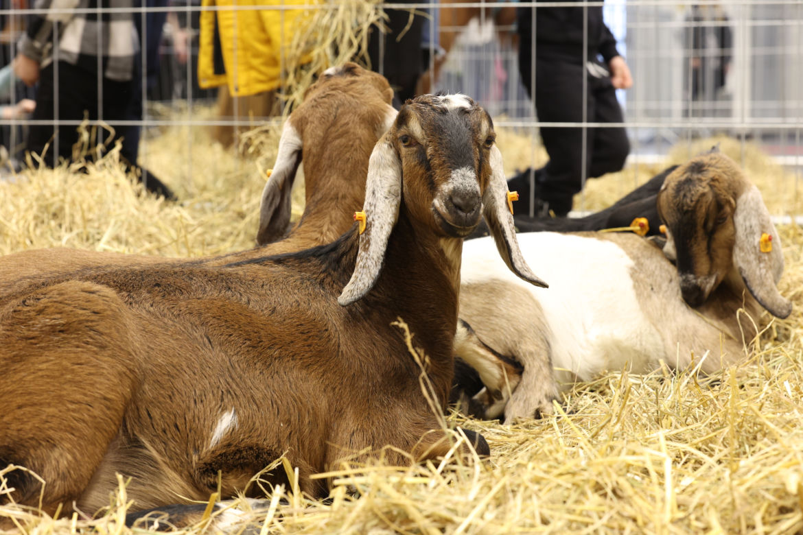ZooPark 2023 w Lublinie przyciągnął tłumy!