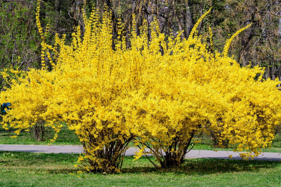 Forsycja