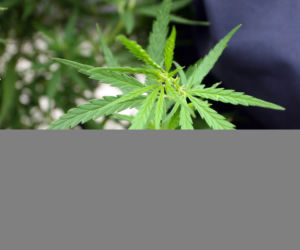 Marihuana
