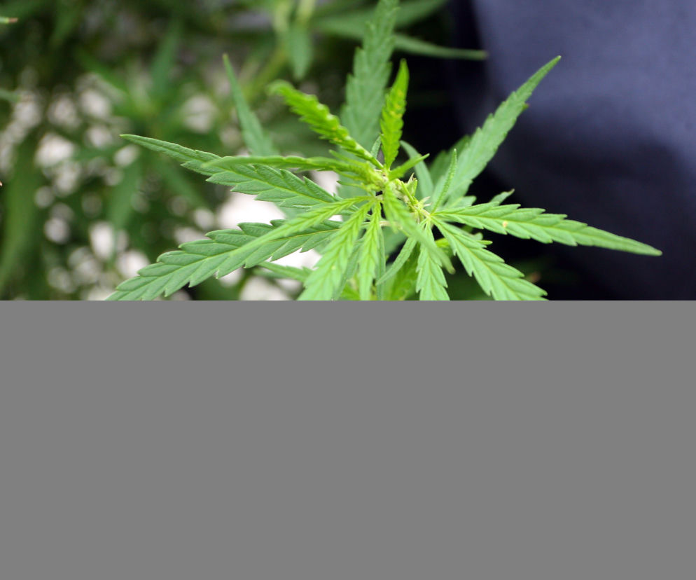 Marihuana