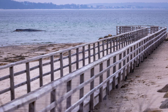 Humbak utknął u północnych wybrzeży Niemiec