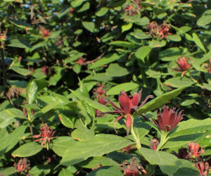 Ten krzew pachnie jak domowa szarlotka. Posadź już teraz, a nornice znikną z twojego ogrodu