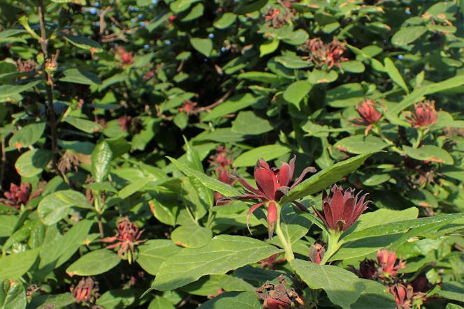 Ten krzew pachnie jak domowa szarlotka. Posadź już teraz, a nornice znikną z twojego ogrodu