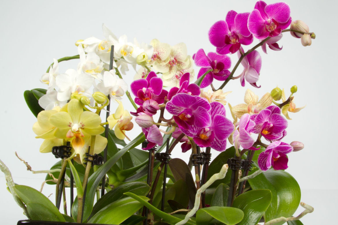 Storczyk Phalaenopsis