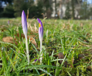 Pogoda oszalała! W Bydgoszczy rosną krokusy i przebiśniegi 