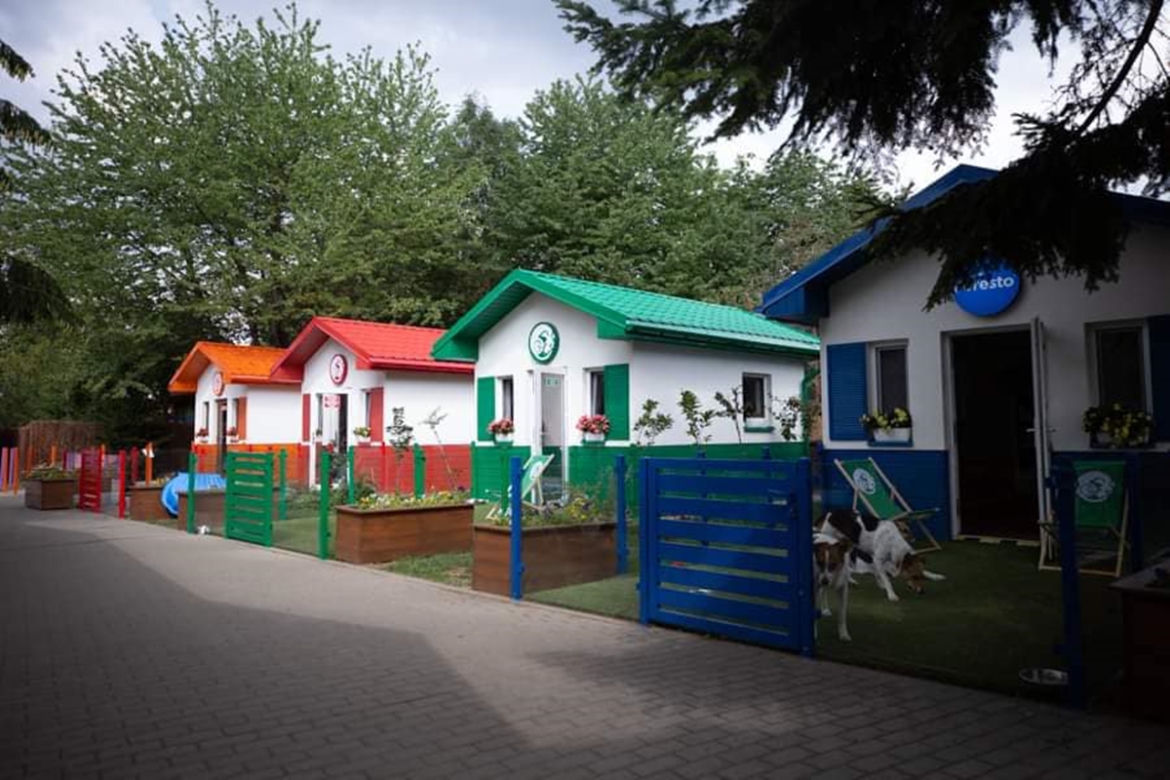 Przemyśl. U nich psy nie czekają na adopcję w klatkach [GALERIA]	
